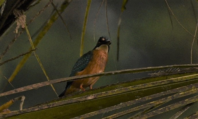 Common Kingfisher - ML196400501