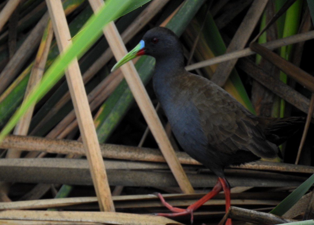 Plumbeous Rail - ML196401051