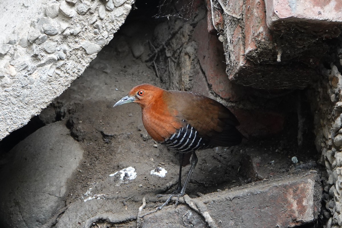 Slaty-legged Crake - ML196401521