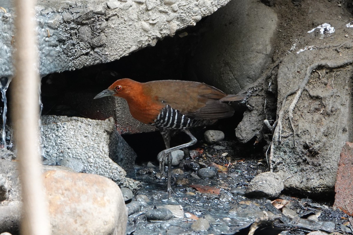 Slaty-legged Crake - ML196401531