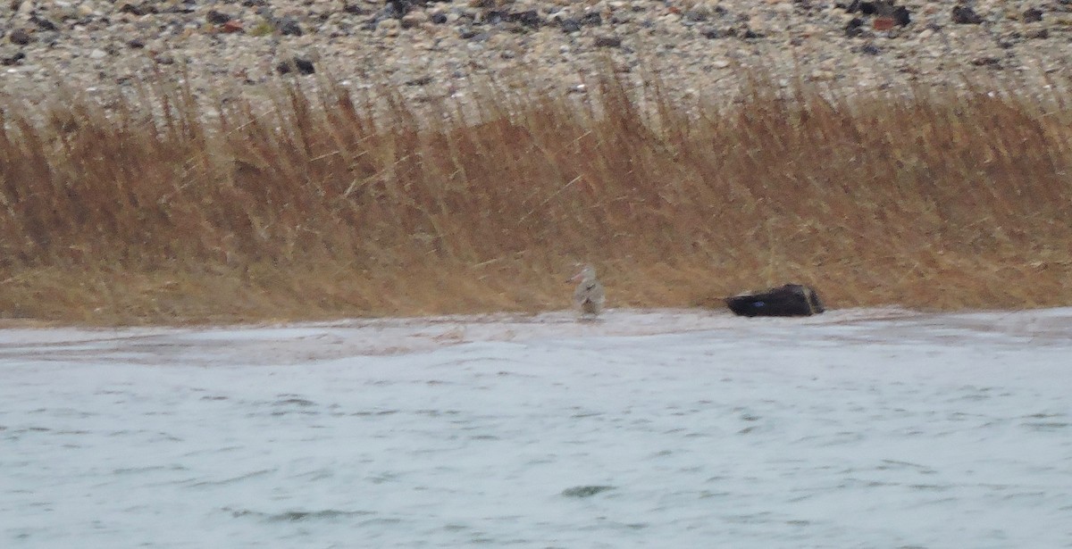 Marbled Godwit - ML196401821