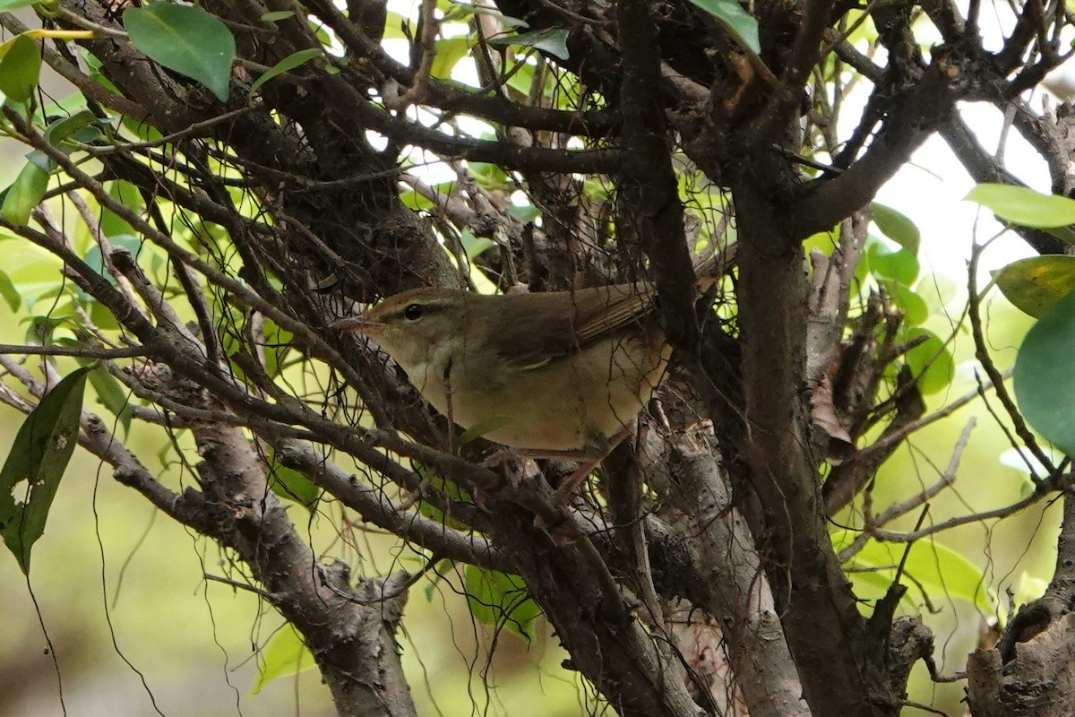 Manchurian Bush Warbler - ML196401831