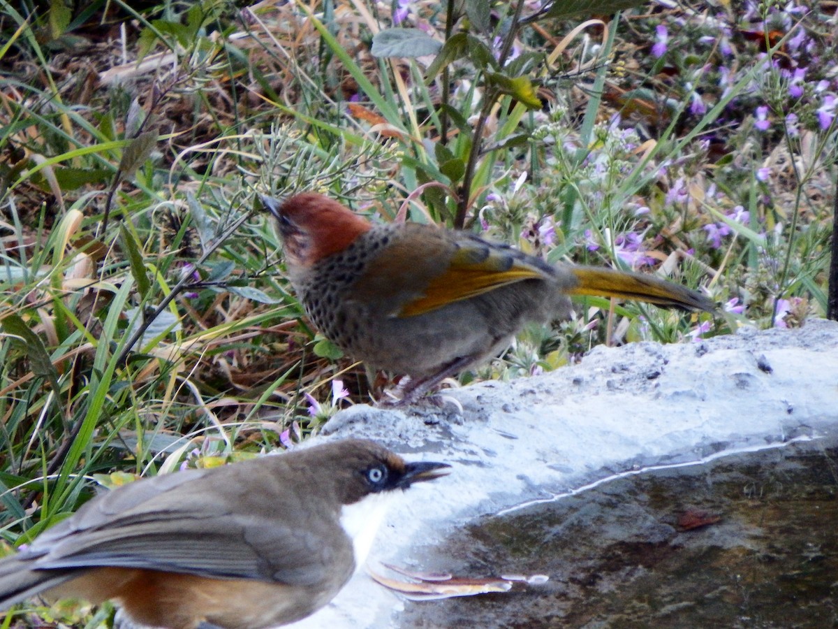 Chestnut-crowned Laughingthrush - ML196401961