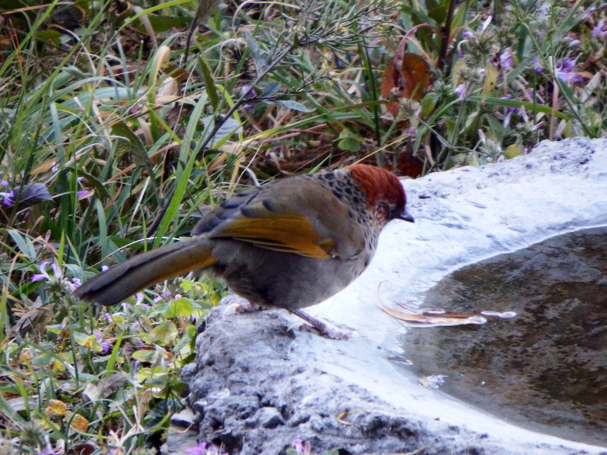 Chestnut-crowned Laughingthrush - ML196401971