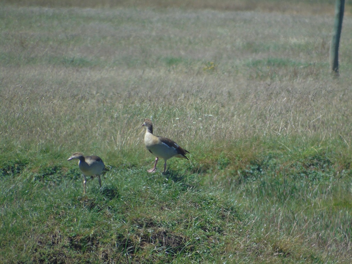 Egyptian Goose - ML196402011