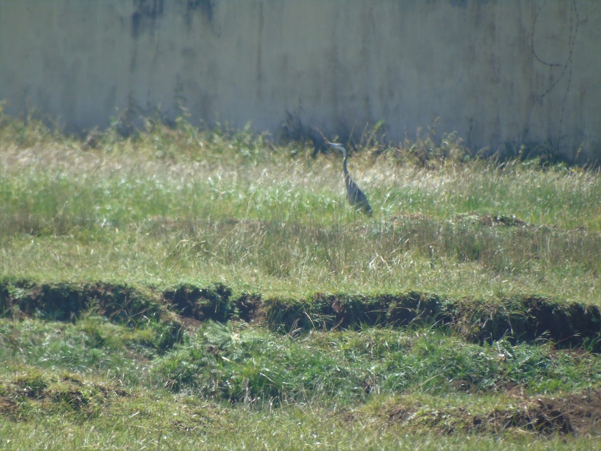 Black-headed Heron - ML196402101