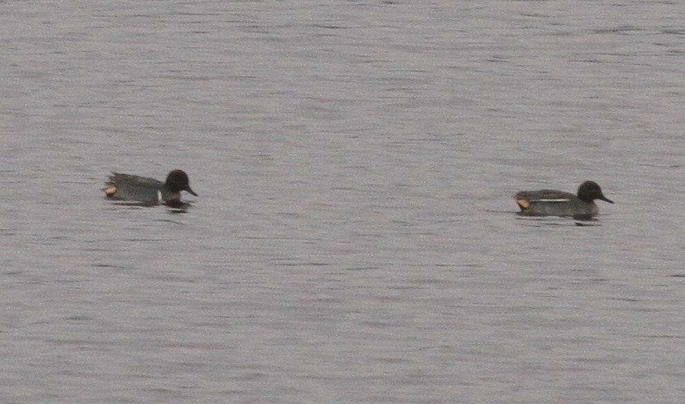 Green-winged Teal (American) - Paul Bourdin