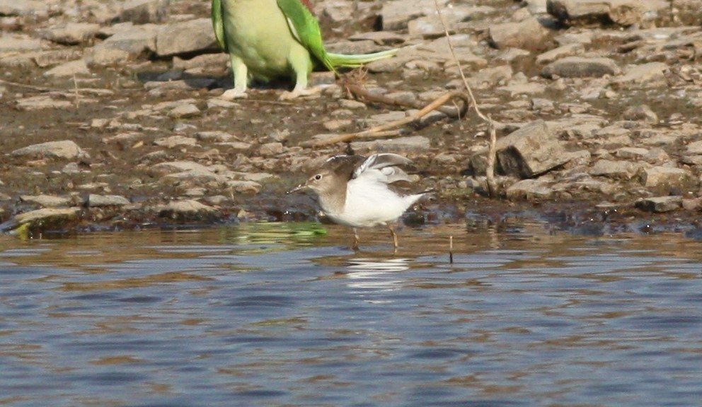 Common Sandpiper - ML196402801