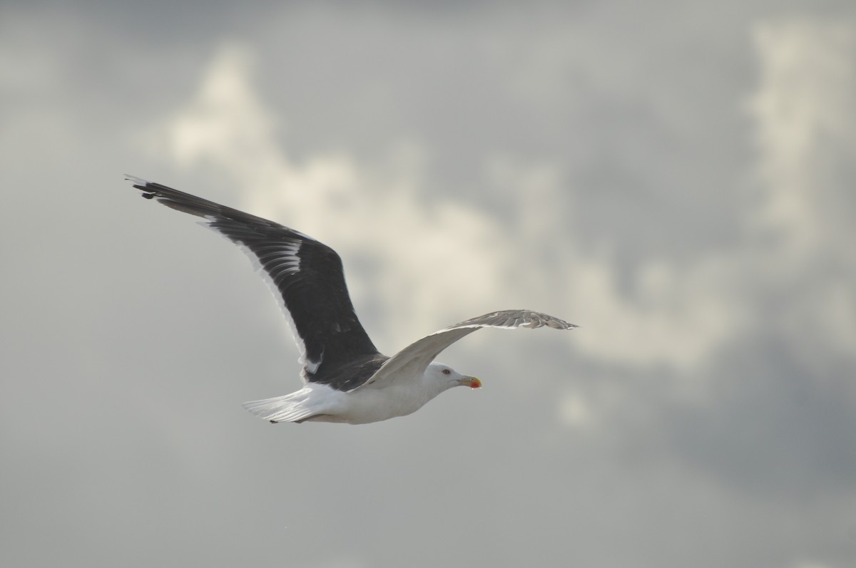 Great Black-backed Gull - ML196404881