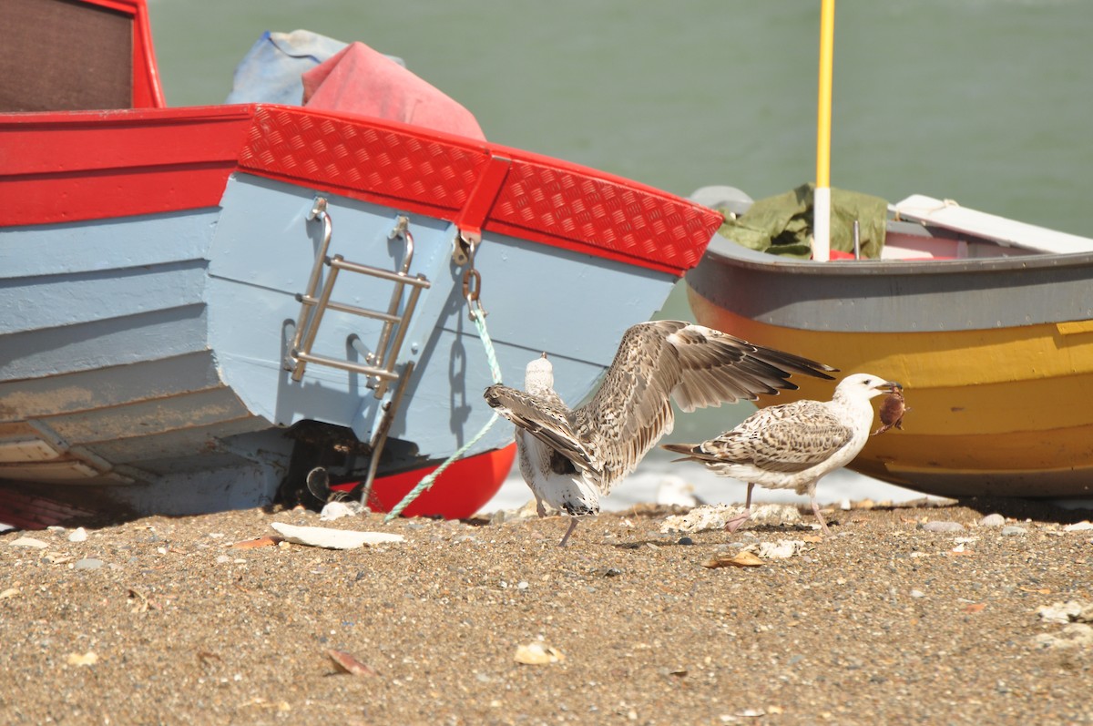 Great Black-backed Gull - ML196404891