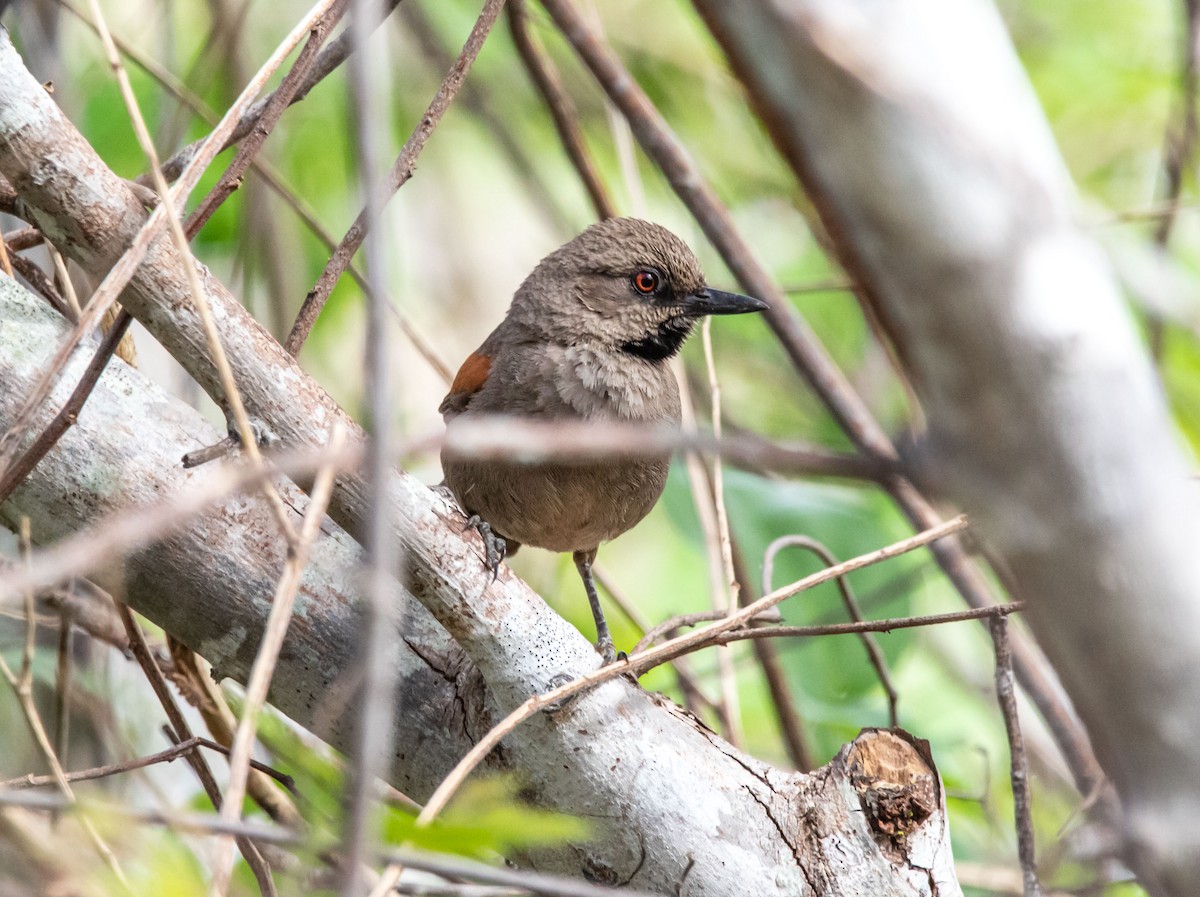 Red-shouldered Spinetail - Fernanda Fernandex