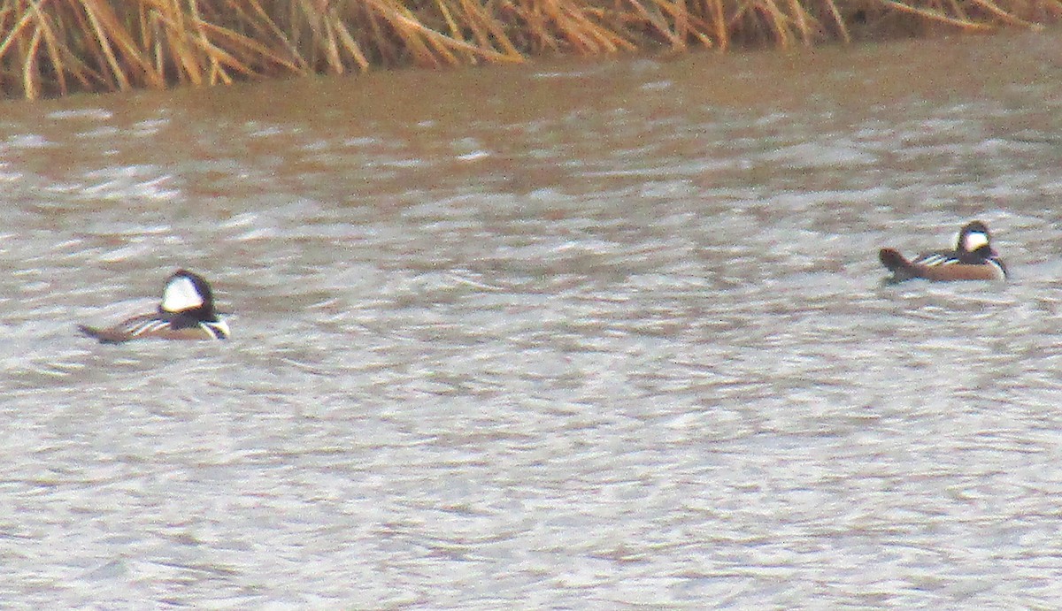 Hooded Merganser - ML196407901