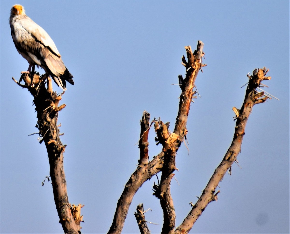 Egyptian Vulture - ML196408631