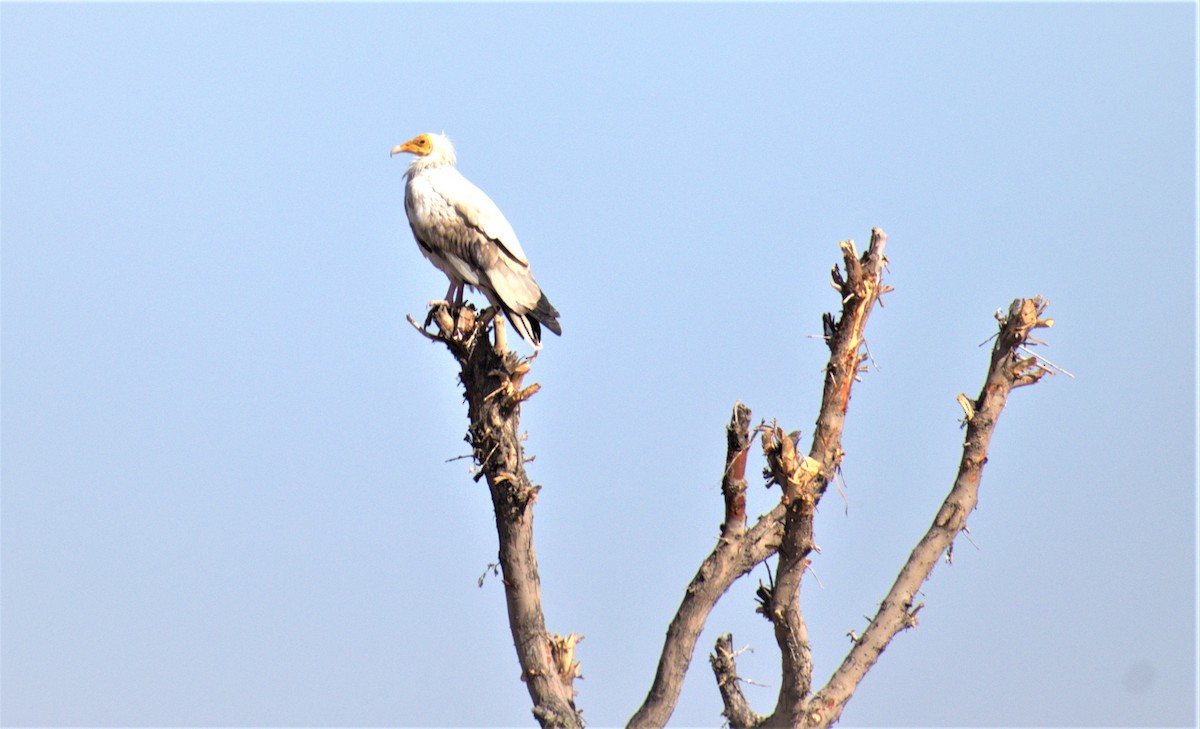 Egyptian Vulture - ML196408661