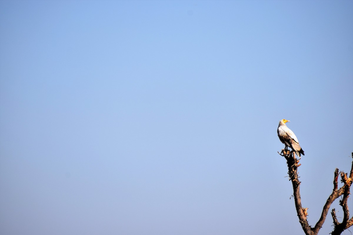 Egyptian Vulture - ML196408671