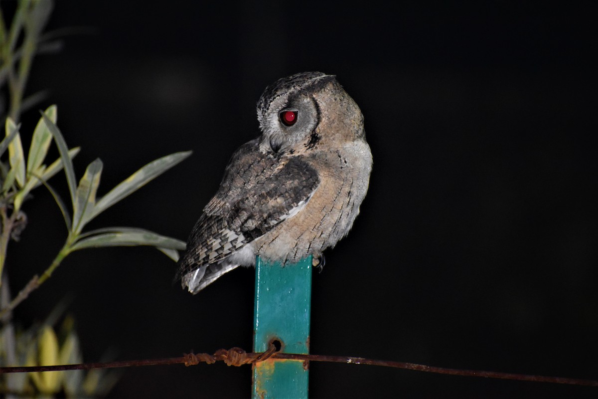 Indian Scops-Owl - ML196408921