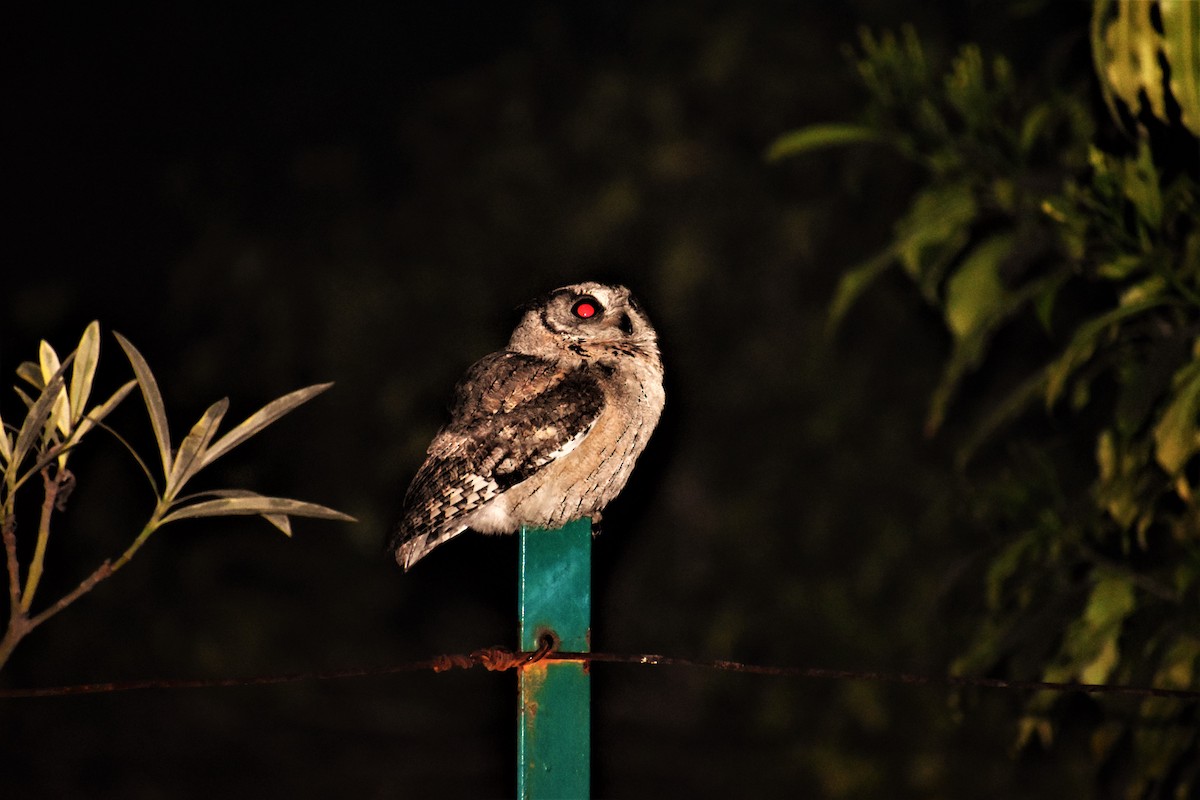 Indian Scops-Owl - ML196408931