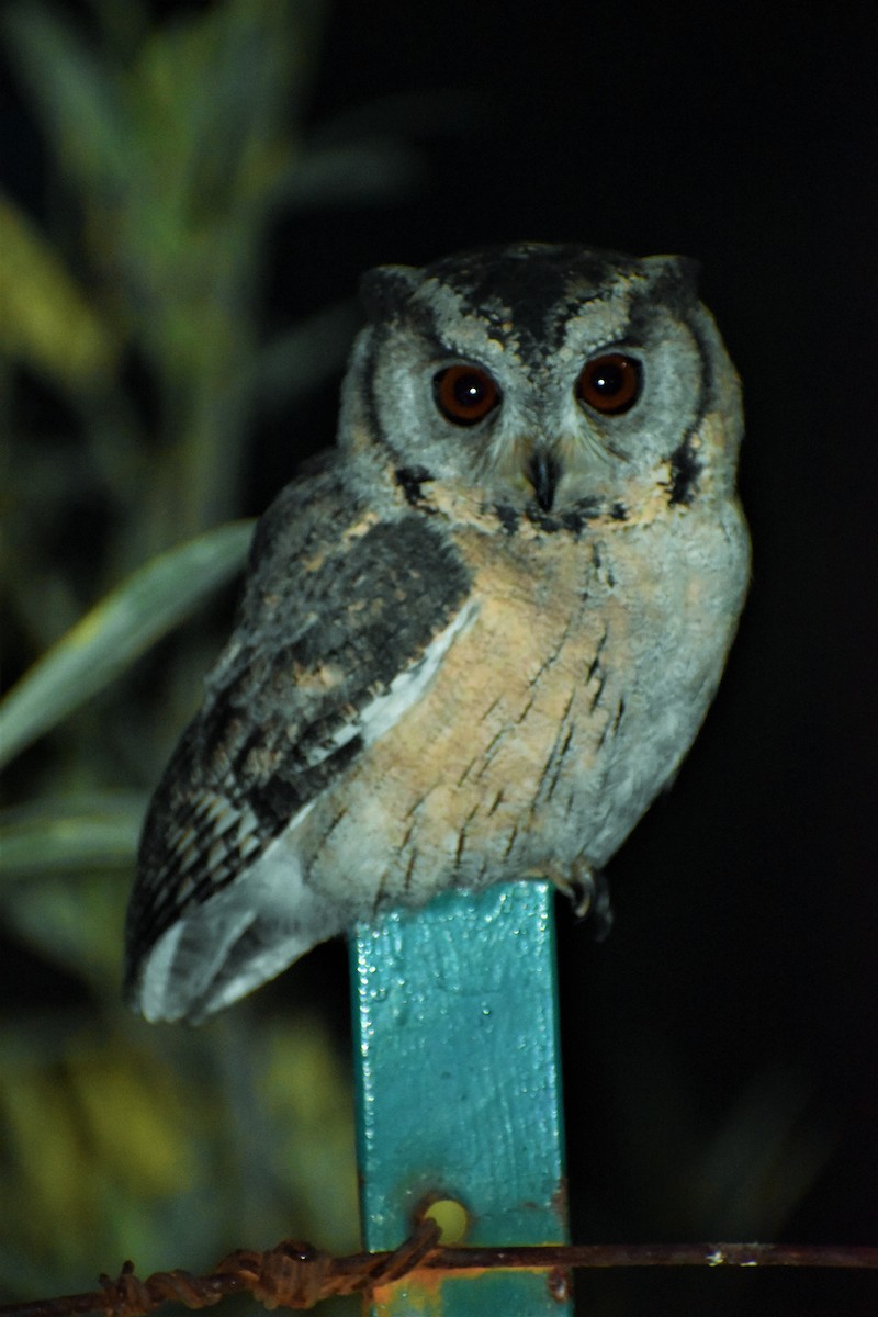 Indian Scops-Owl - ML196408941