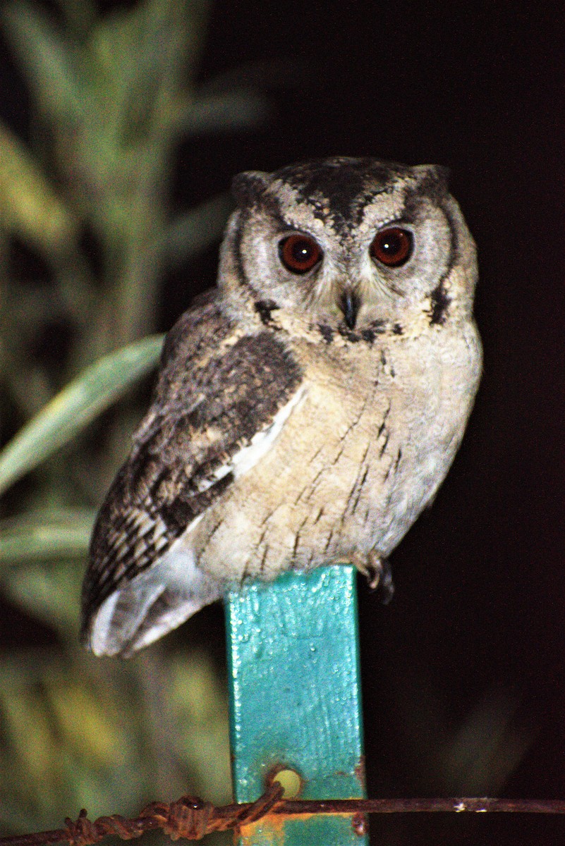 Indian Scops-Owl - ML196409011