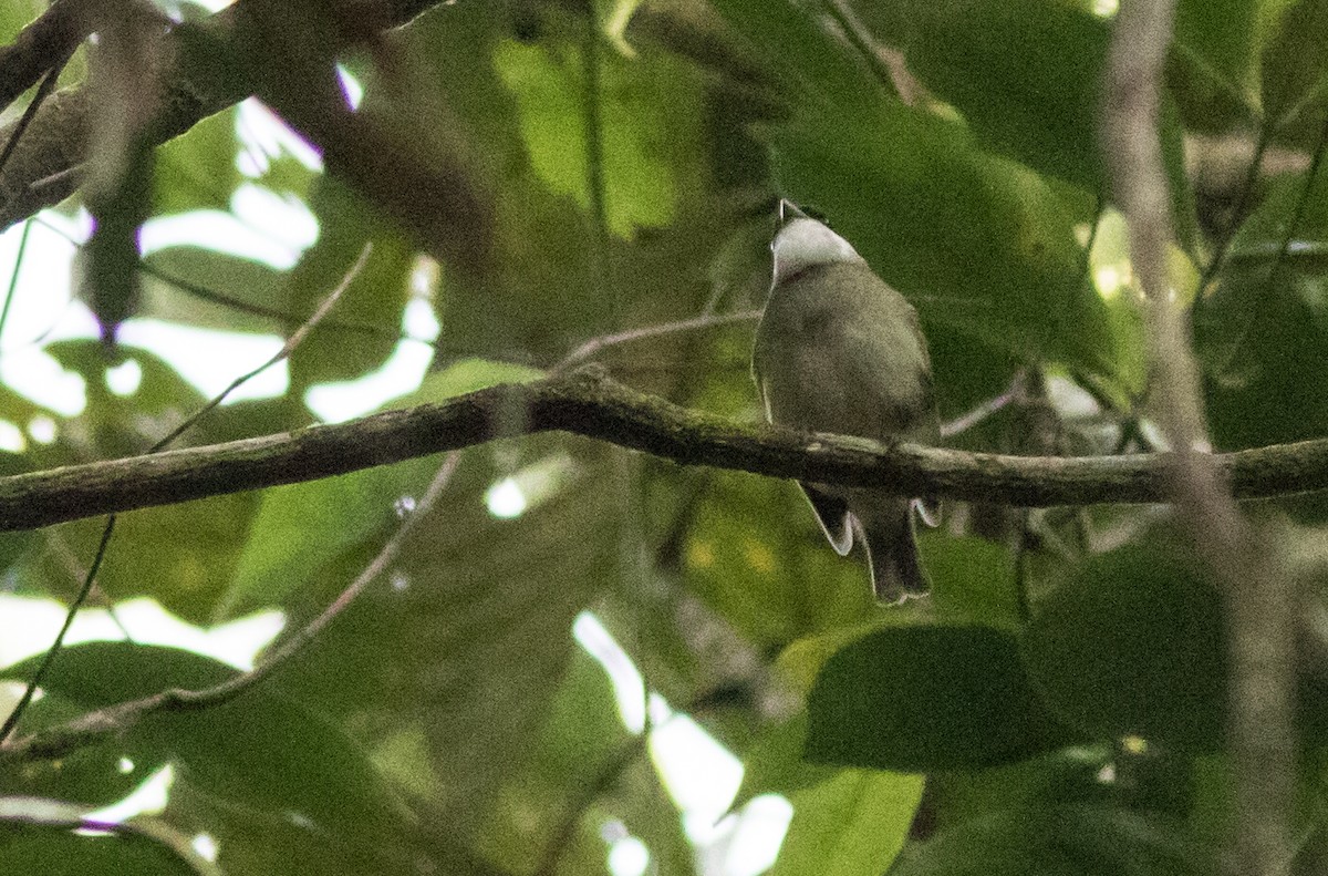 White-bibbed Manakin - Joachim Bertrands