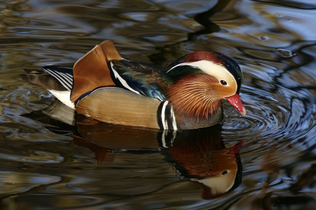 Mandarin Duck - Peter Kaestner