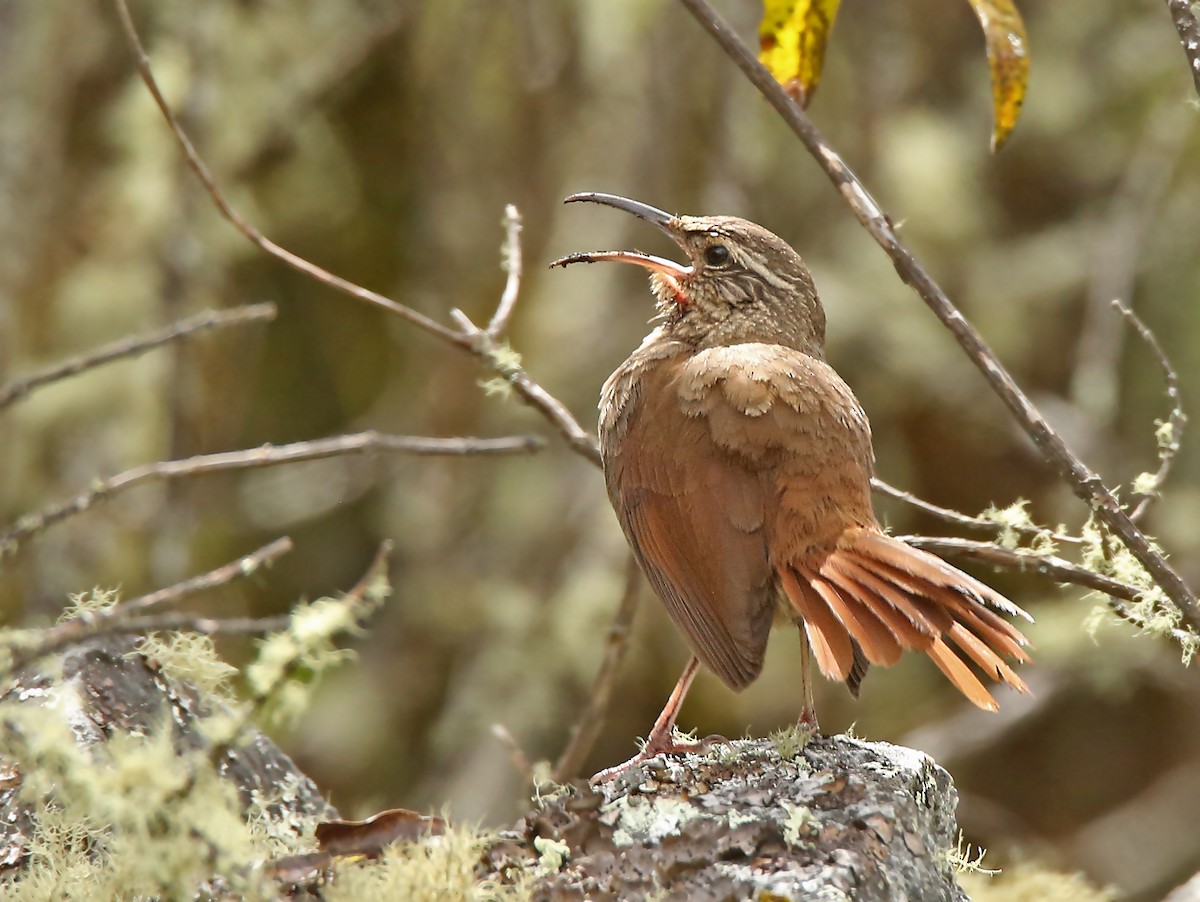 Striated Earthcreeper - ML196412221