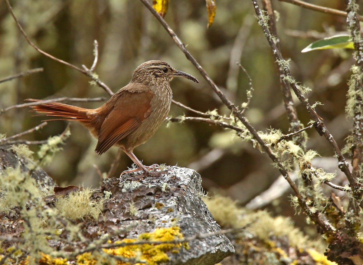 Striated Earthcreeper - ML196412241