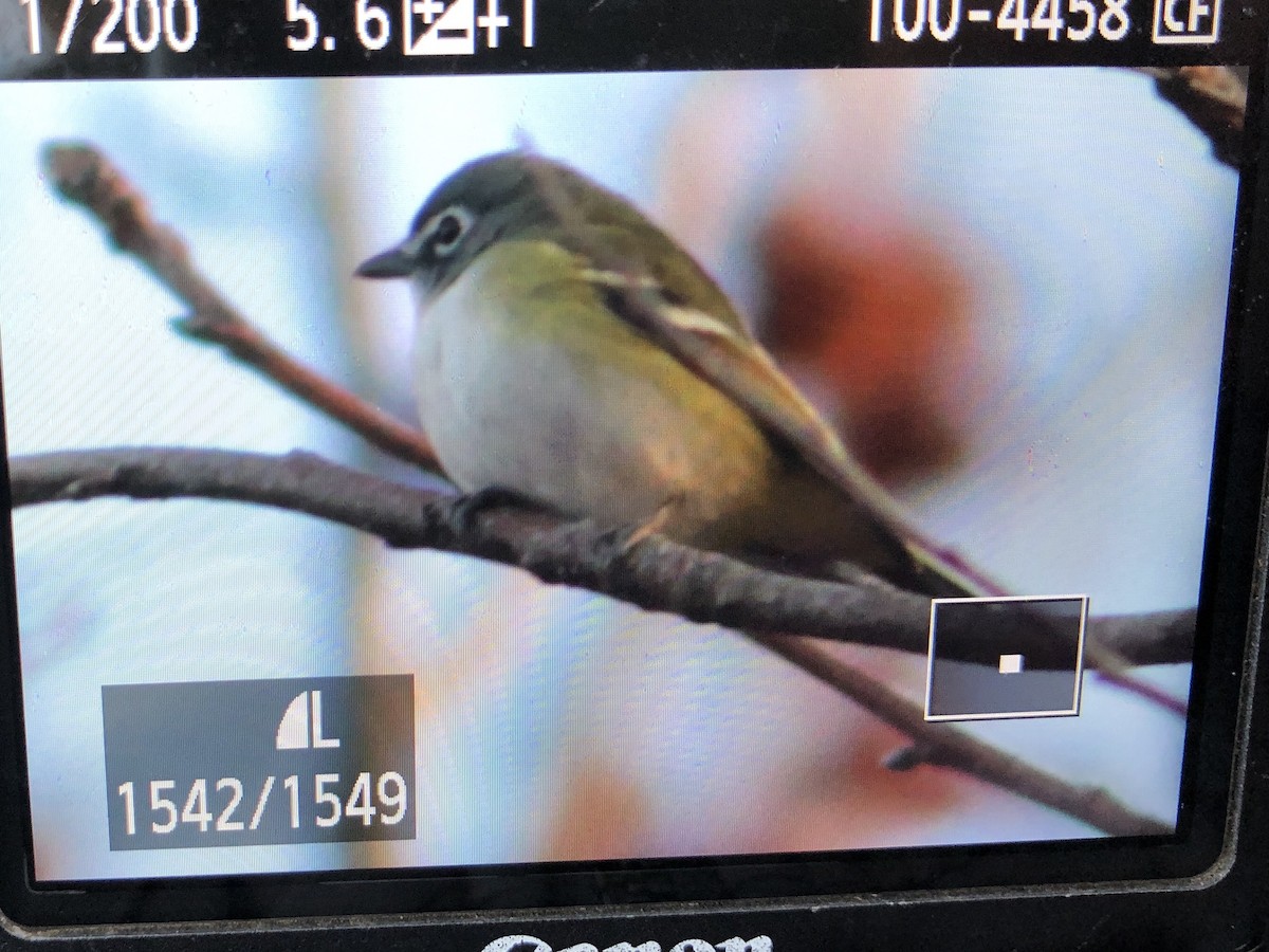 Blue-headed Vireo - Marshall Iliff