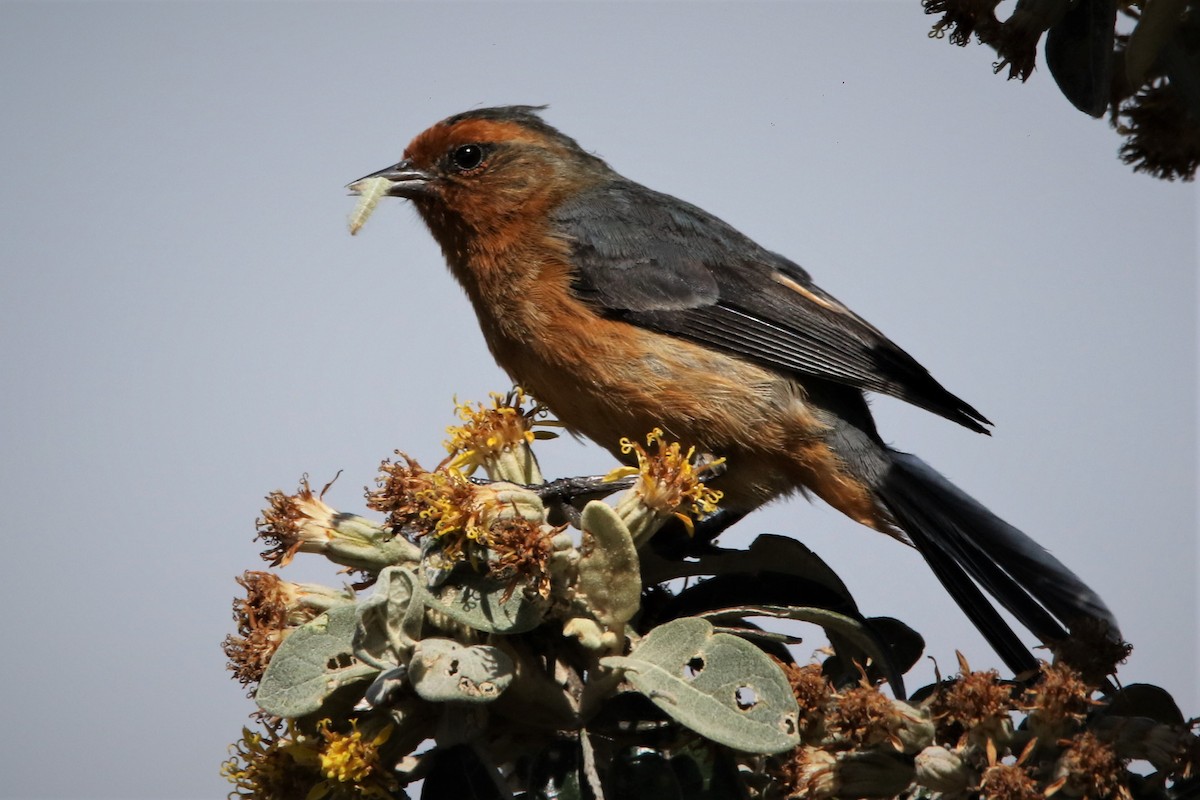 Rufous-browed Conebill - Pedro Bernal