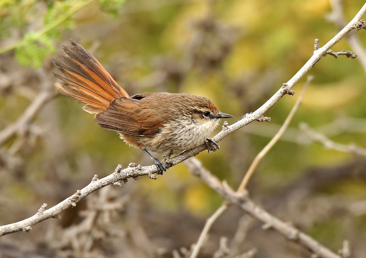 Necklaced Spinetail (La Libertad) - Roger Ahlman