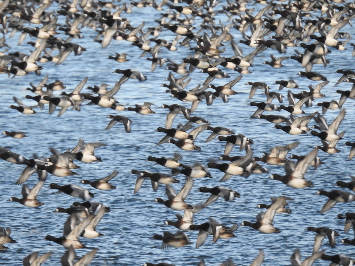 Greater Scaup - ML196415961