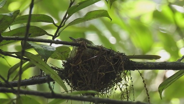 Bulbul de las Masuku - ML196416651