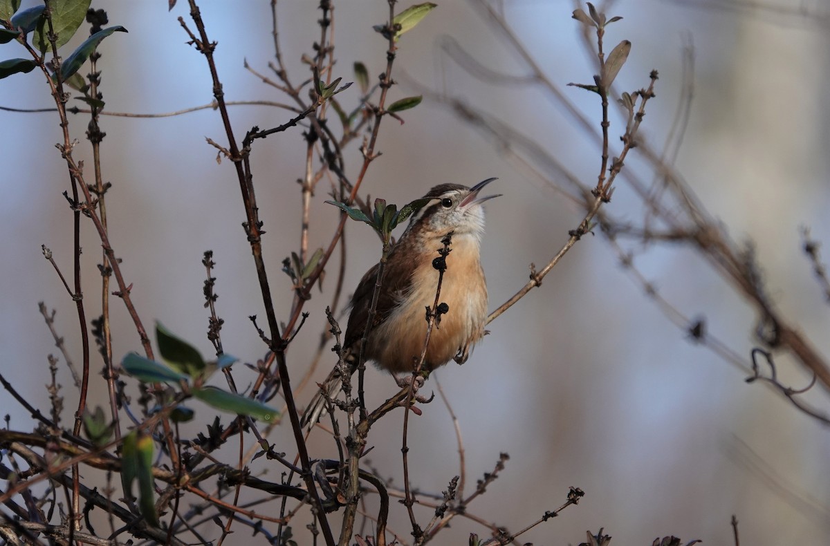 Carolina Wren - ML196418581