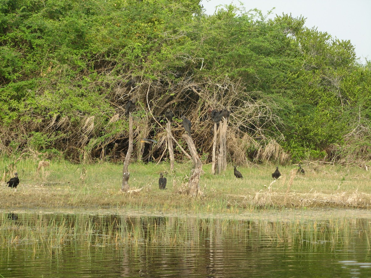 Black Vulture - ML196419831