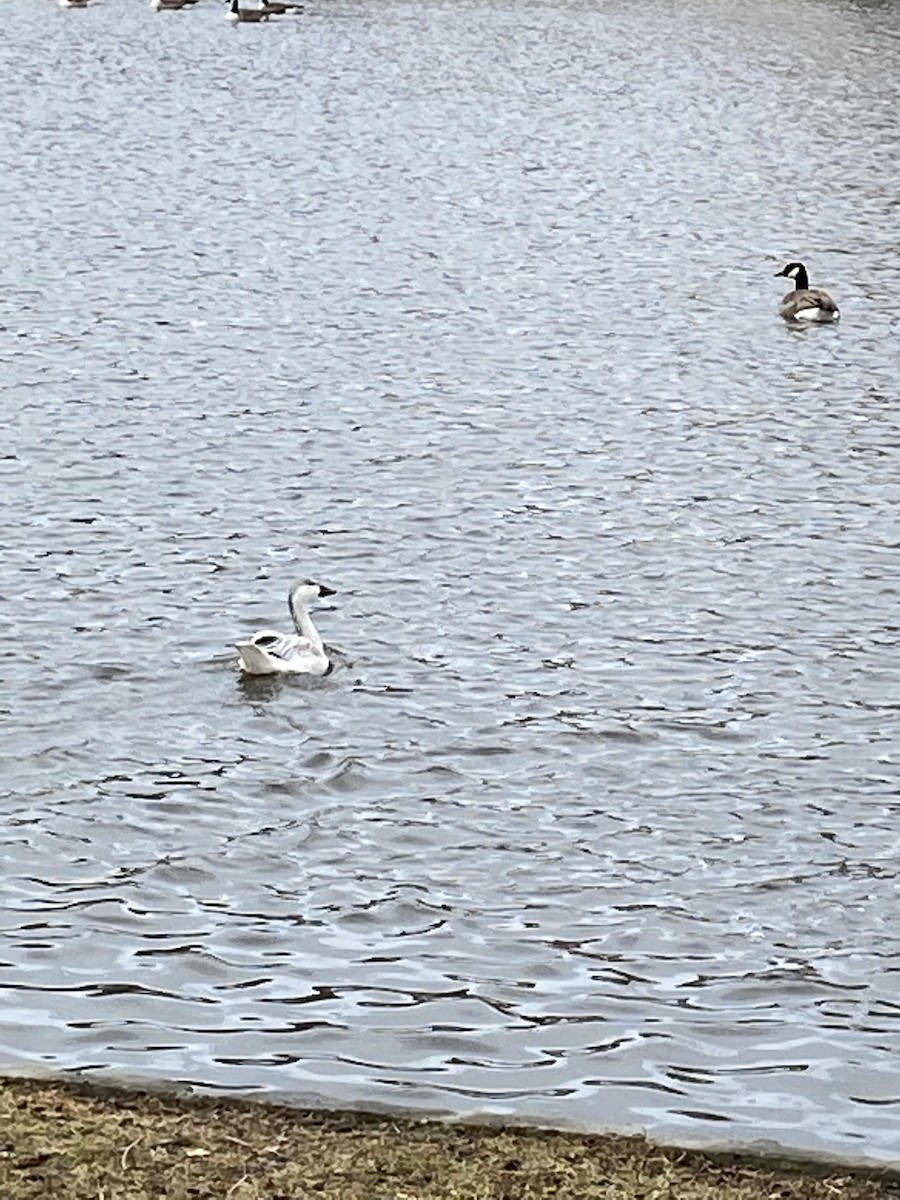 Snow Goose - ML196421341