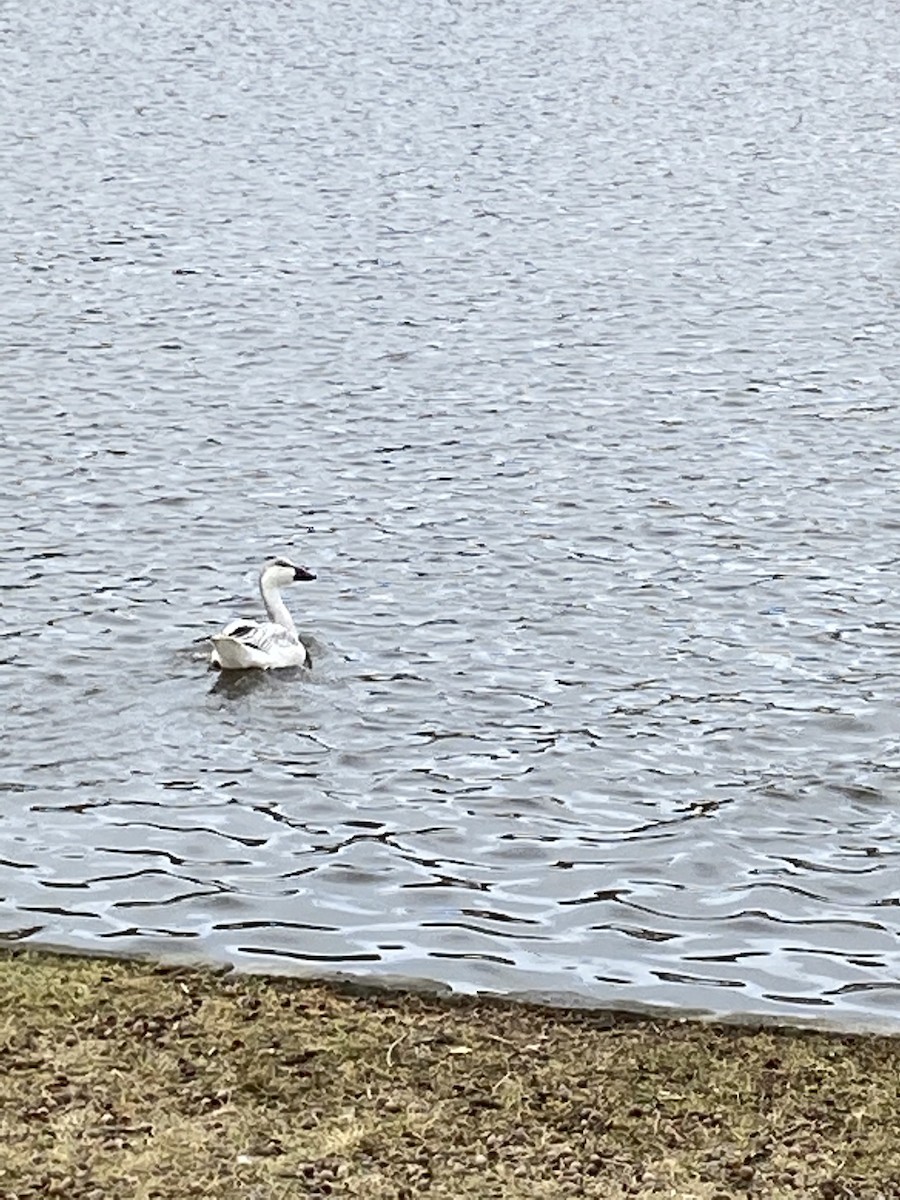 Snow Goose - ML196421351