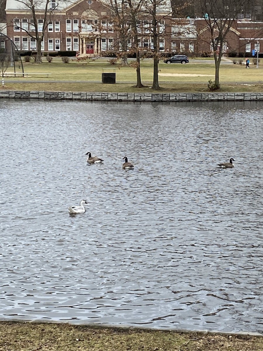 Snow Goose - ML196421371