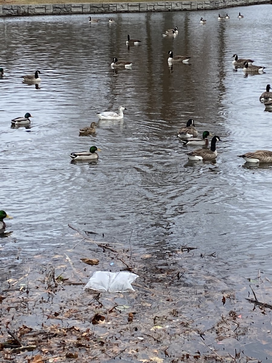 Snow Goose - ML196421381
