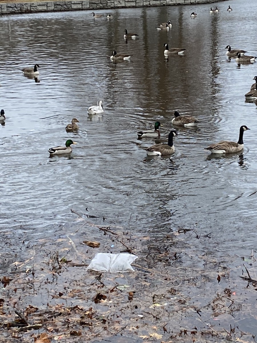 Snow Goose - ML196421411