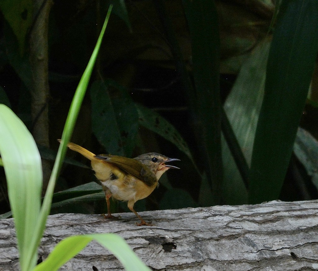 Buff-rumped Warbler - ML196422401