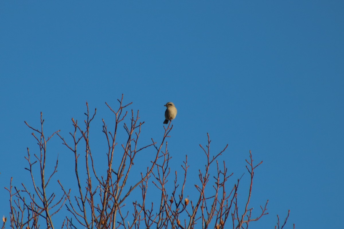 Northern Shrike - ML196424321