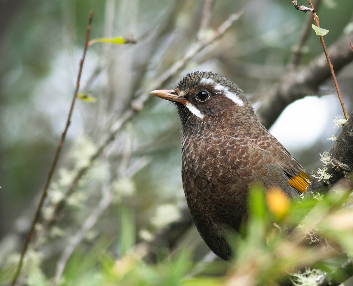 White-whiskered Laughingthrush - ML196424671