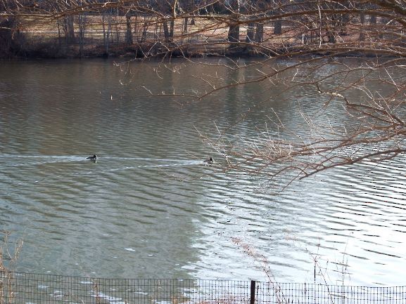 Ring-necked Duck - ML196425001