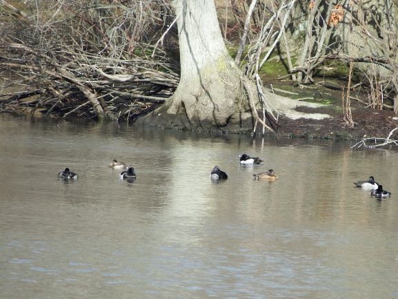 Ring-necked Duck - ML196425011