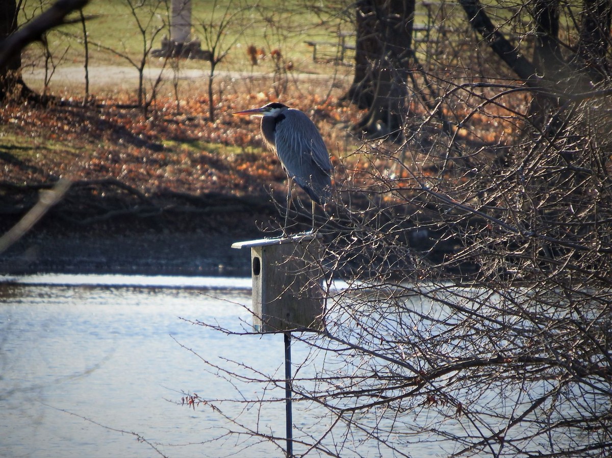 Great Blue Heron - ML196425181