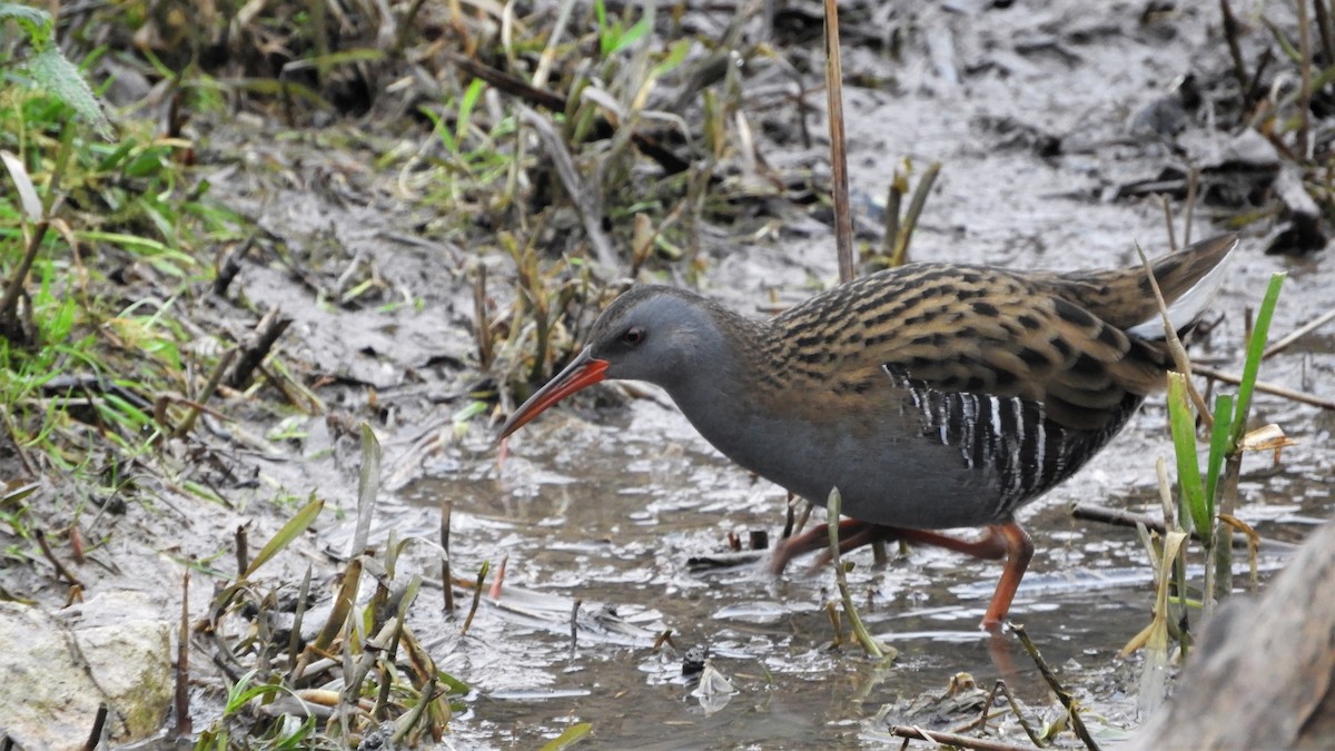 Water Rail - Andy  Woodward