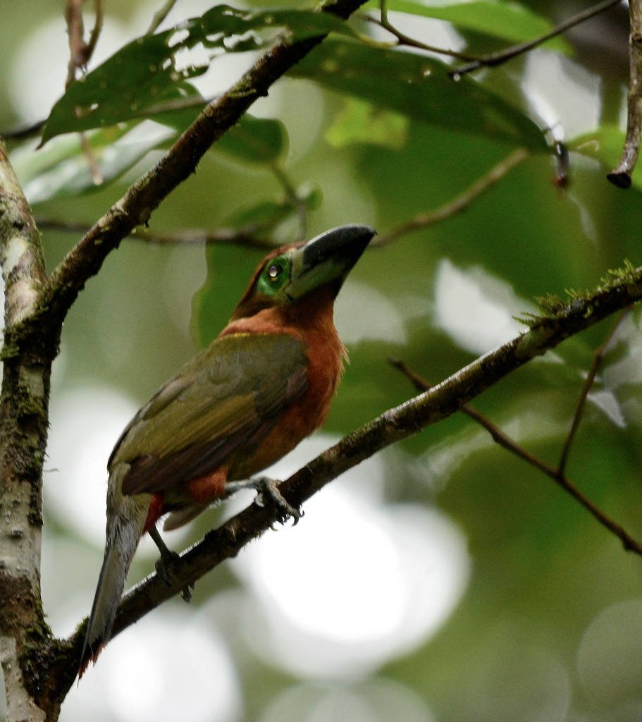 Golden-collared Toucanet - ML196427341