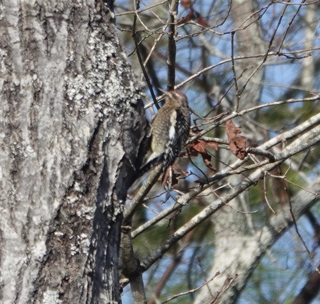 Yellow-bellied Sapsucker - ML196428551