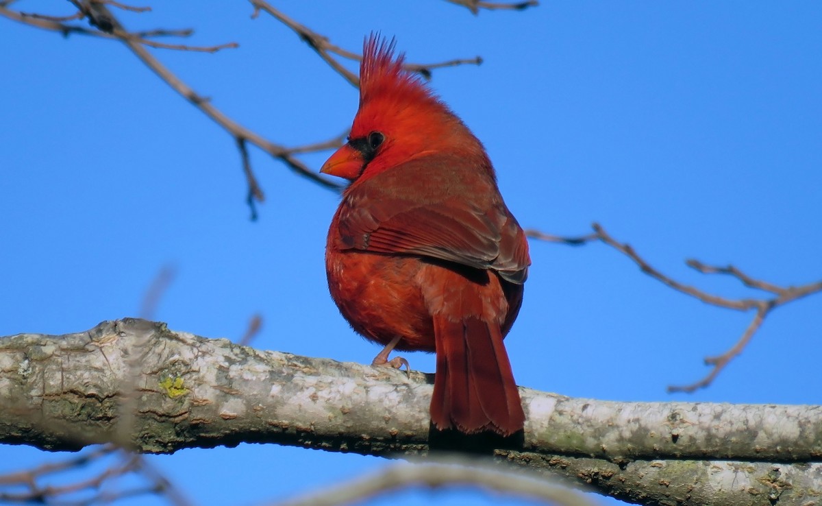 Northern Cardinal - ML196432531