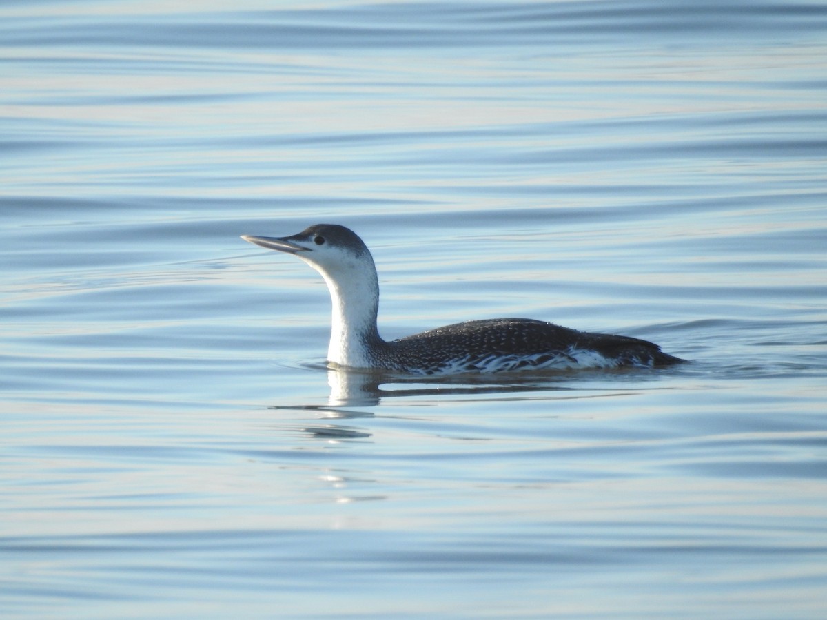 Red-throated Loon - ML196432551